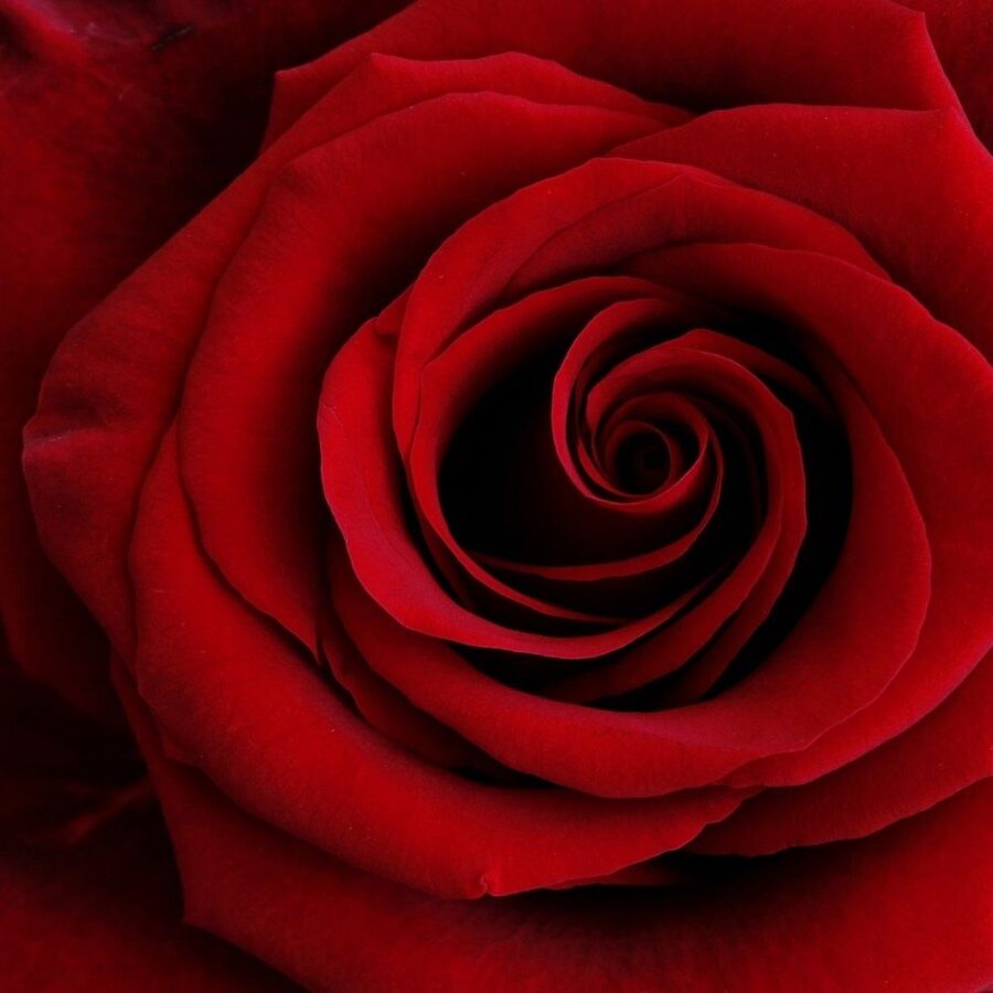 Skaistumkopšanas spilvenu aromāts- Pozitīvā roze